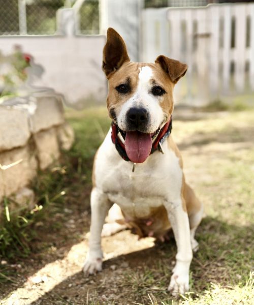 Noa (portada)