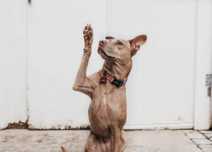 camylla-battani-AoqgGAqrLpU-unsplash