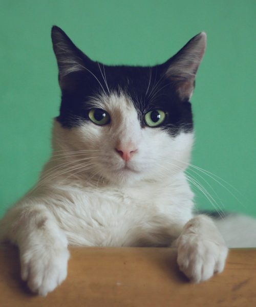 manja-vitolic-gKXKBY-C-Dk-unsplash