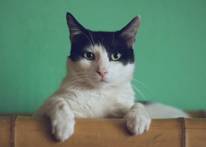 manja-vitolic-gKXKBY-C-Dk-unsplash